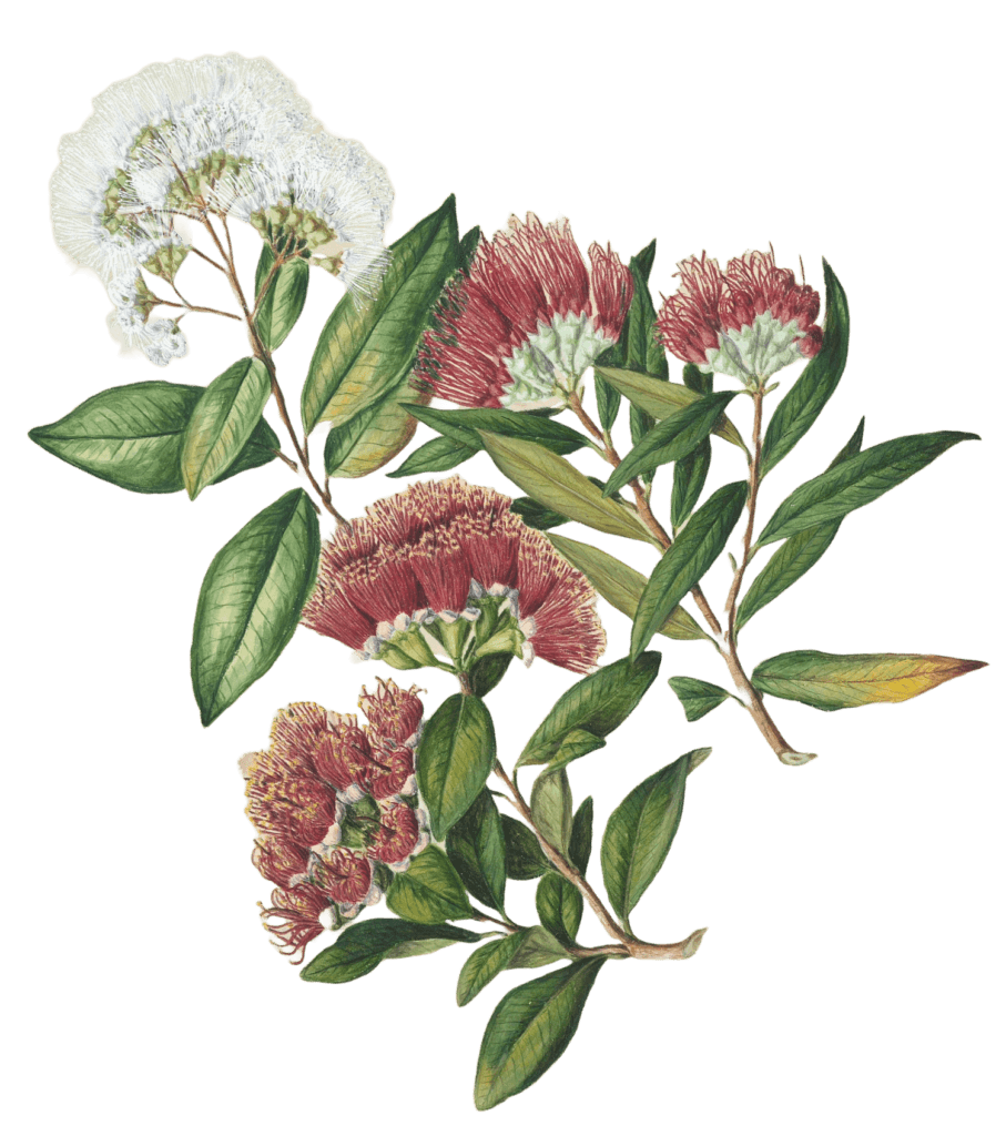 A botanical illustration with white and pink flowers depicting the ingredients in these healthy mocktails.
