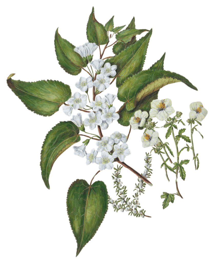 Botanical illustration of dainty white flowers and green leaves representing the types of ingredients in these mocktail recipes.